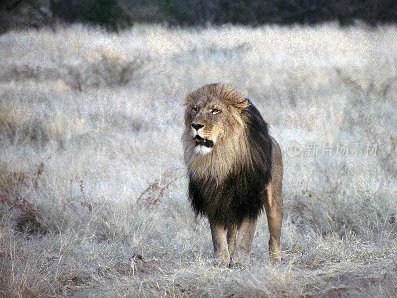 Handsome Lion